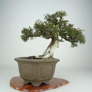 盆栽 真柏 樹高 19cm しんぱく Juniperus chinensis シンパク ジン シャリ ヒノキ科 常緑樹 鑑賞 観賞用 小品 現品