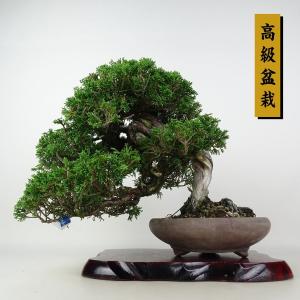 盆栽 真柏 樹高 約27cm しんぱく 高級盆栽 Juniperus chinensis シンパク ジン シャリ ヒノキ科 常緑樹 観賞用 現品