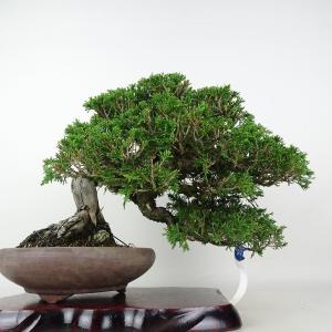 盆栽 真柏 樹高 約27cm しんぱく 高級盆...の詳細画像2