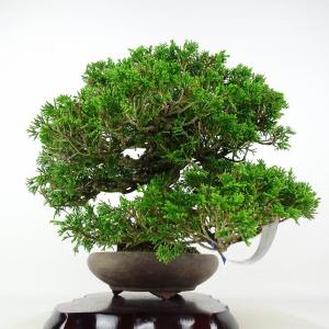 盆栽 真柏 樹高 約27cm しんぱく 高級盆...の詳細画像3