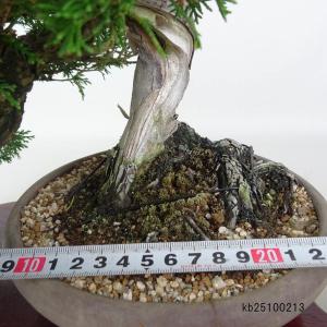 盆栽 真柏 樹高 約27cm しんぱく 高級盆...の詳細画像4