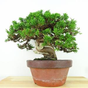 盆栽 真柏 樹高 約23cm しんぱく 高級盆...の詳細画像2