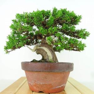 盆栽 真柏 樹高 約23cm しんぱく 高級盆...の詳細画像3