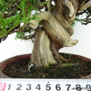 盆栽 真柏 樹高 約23cm しんぱく 高級盆...の詳細画像4