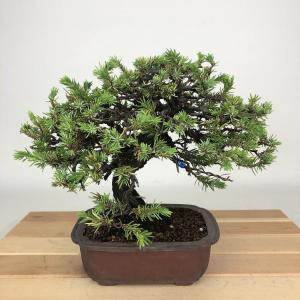 盆栽 特選：早乙女さつき 現品*皐月 サツキ satsuki bonsai 中品盆栽