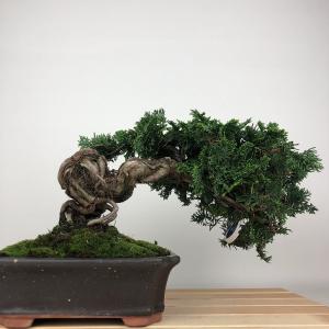 盆栽 桧 津山桧 樹高 約17cm つやまひの...の詳細画像2