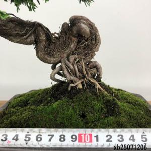 盆栽 桧 津山桧 樹高 約17cm つやまひの...の詳細画像4