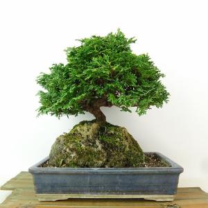 盆栽 桧 津山桧 樹高 約22cm つやまひのき Chamaecyparis obtusa ツヤマヒノキ 石付き ヒノキ科 常緑樹 観賞用 現品