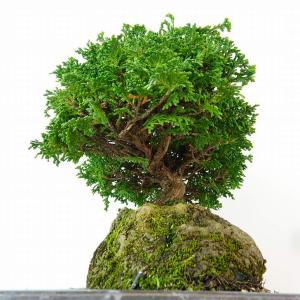 盆栽 桧 津山桧 樹高 約22cm つやまひの...の詳細画像1