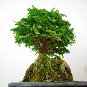盆栽 桧 津山桧 樹高 約22cm つやまひの...の詳細画像3