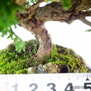 盆栽 桧 津山桧 樹高 約22cm つやまひの...の詳細画像4