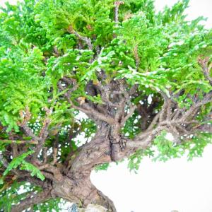 盆栽 桧 津山桧 樹高 約22cm つやまひの...の詳細画像5