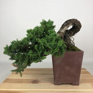 盆栽 桧 津山桧 樹高 上下 約19cm つやまひのき Chamaecyparis obtusa ツヤマヒノキ ヒノキ科 常緑樹 観賞用 小品 現品