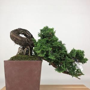 盆栽 桧 津山桧 樹高 上下 約19cm つや...の詳細画像2