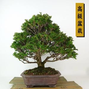 盆栽 桧 津山桧 樹高 約27cm つやまひのき 高級盆栽 Chamaecyparis obtusa ツヤマヒノキ ヒノキ科 常緑樹 観賞用 現品