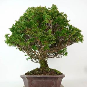 盆栽 桧 津山桧 樹高 約27cm つやまひの...の詳細画像1