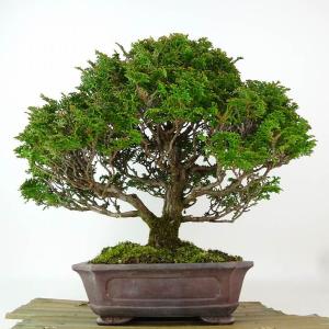 盆栽 桧 津山桧 樹高 約27cm つやまひの...の詳細画像2