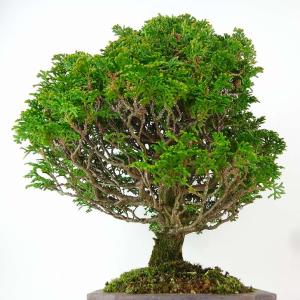 盆栽 桧 津山桧 樹高 約27cm つやまひの...の詳細画像3