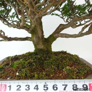 盆栽 桧 津山桧 樹高 約27cm つやまひの...の詳細画像4