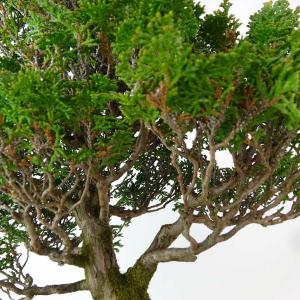 盆栽 桧 津山桧 樹高 約27cm つやまひの...の詳細画像5
