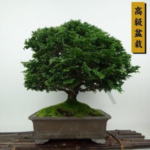 盆栽 桧 津山桧 樹高 約29cm つやまひのき 高級盆栽 Chamaecyparis obtusa ツヤマヒノキ ヒノキ科 常緑樹 観賞用 現品