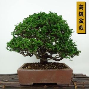 盆栽 桧 津山桧 樹高 約25cm つやまひのき 高級盆栽 Chamaecyparis obtusa ツヤマヒノキ ヒノキ科 常緑樹 観賞用 現品