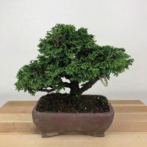 盆栽 桧 津山桧 樹高 約14cm つやまひのき Chamaecyparis obtusa ツヤマヒノキ ヒノキ科 常緑樹 観賞用 小品 現品