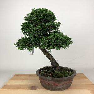 盆栽 桧 津山桧 樹高 約27cm つやまひのき Chamaecyparis obtusa ツヤマヒノキ ヒノキ科 常緑樹 観賞用 現品