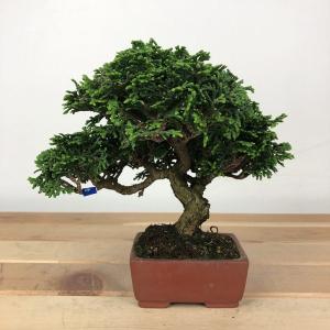 盆栽 桧 津山桧 樹高 約12cm つやまひのき Chamaecyparis obtusa ツヤマヒノキ ヒノキ科 常緑樹 観賞用 小品 現品