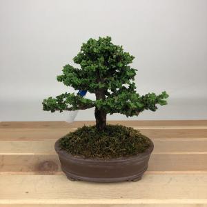 苗・盆栽苗：石化桧 *せっかひのき/セッカヒノキ : 遊恵盆栽 Yahoo!店