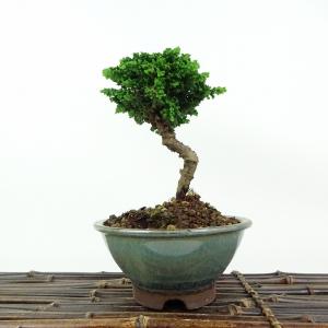 紫式部 ムラサキシキブ ミニ盆栽 むらさきしきぶ 花ギフト 敬老の日