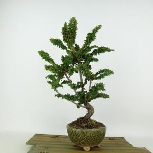 盆栽：大福竹*現品 （仏肚竹）らっきょう竹 ぶったんちく ブッタンチク