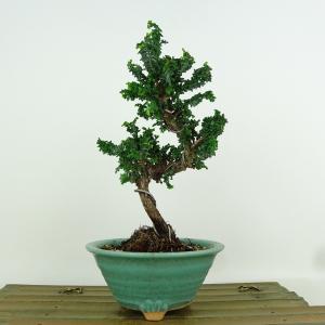 盆栽 欅 樹高 約 18.5cm けやき Zelkova serrata ケヤキ 紅葉 ニレ科