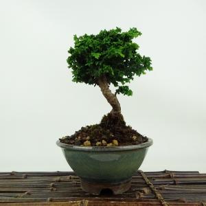 盆栽：初雪石化桧(ひのき)*現品 一点物 ヒノキ Hinoki bonsai ミニ盆栽