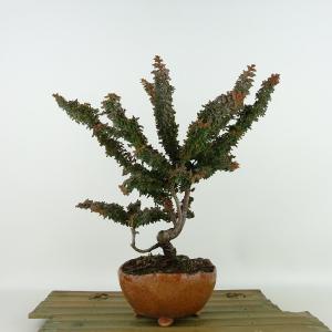 盆栽：初雪石化桧(ひのき)*現品 一点物 ヒノキ Hinoki bonsai ミニ盆栽