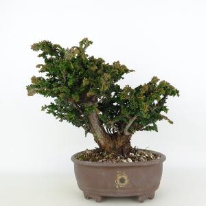 盆栽 桧 石化桧 樹高 約18cm せっかひのき 高級盆栽 Chamaecyparis obtusa セッカヒノキ ヒノキ科 常緑樹 観賞用 小品 現品