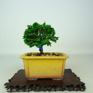 盆栽 特選：皐月(大盃)現品*さつき サツキ Rhododendron indicum