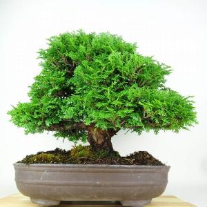盆栽 桧 連山桧 樹高 約35cm ひのき 高...の詳細画像2