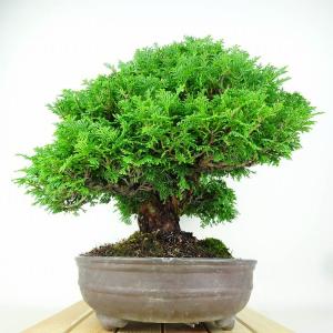 盆栽 桧 連山桧 樹高 約35cm ひのき 高...の詳細画像3