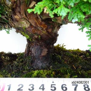 盆栽 桧 連山桧 樹高 約35cm ひのき 高...の詳細画像4