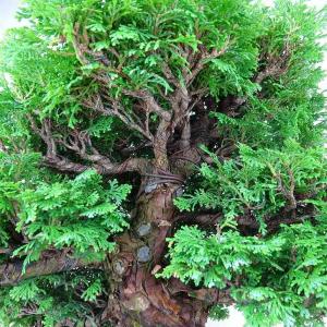 盆栽 桧 連山桧 樹高 約35cm ひのき 高...の詳細画像5