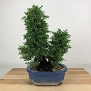 盆栽飾り卓 盆栽飾り台 「小品飾り棚（富士）60型」 箱卓 飾台 席飾り