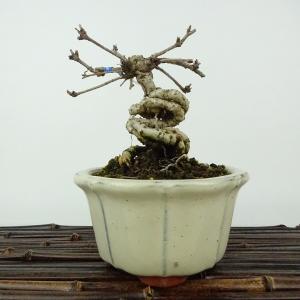 小品盆栽：特選宮様楓 現品*かえで カエデ Kaede 送料無料 : 遊恵盆栽