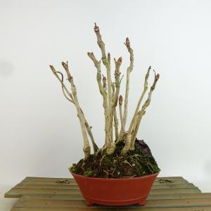 盆栽：銀杏(イチョウ)*現品 一点物 いちょう Icho bonsai ミニ盆栽