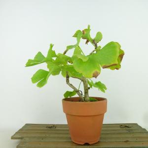 フラワーベース 生け花 花器 水盤 生け花用花器 小原流 池坊 古流