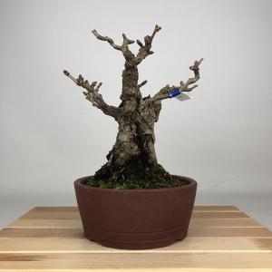 盆栽 銀杏 樹高 約22cm いちょう Ginkgo biloba イチョウ 紅葉 イチョウ科 落葉樹 鑑賞 観賞用 現品 送料無