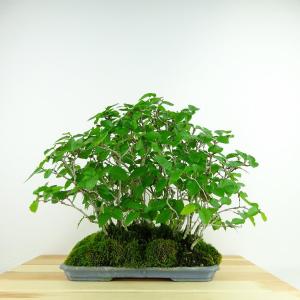 盆栽：黄金真柏 現品* しんぱく シンパク Sabina chinesis Shinpaku