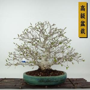 イワシデ盆栽 岩四手 いわしで 岩しで 小品盆栽 bonsai 送料無料