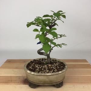 盆栽：磯山椒(いそざんしょう)現品*サンショウ Isozansyo Osreomeles