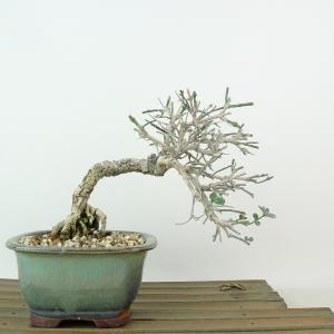 盆栽 黄梅 樹高 約13cm おうばい Jasminum nudiflorum オウバイ 半つる性 モクセイ科 ソケイ属 落葉樹 観賞用 小品 現品